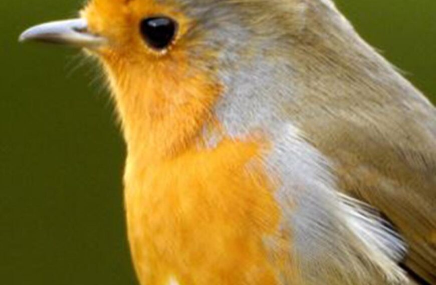 Nature Notes: In praise of the robin – a natural choice as our national bird