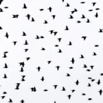 Planners in talks over starling roost site…