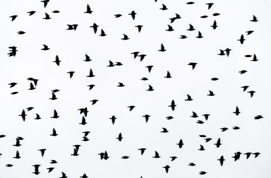 Planners in talks over starling&hellip;