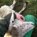 Vicious dog attack on lower dale farmer’s&hellip;