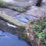 Mink sightings prompt fears among Teesdale wildlife…