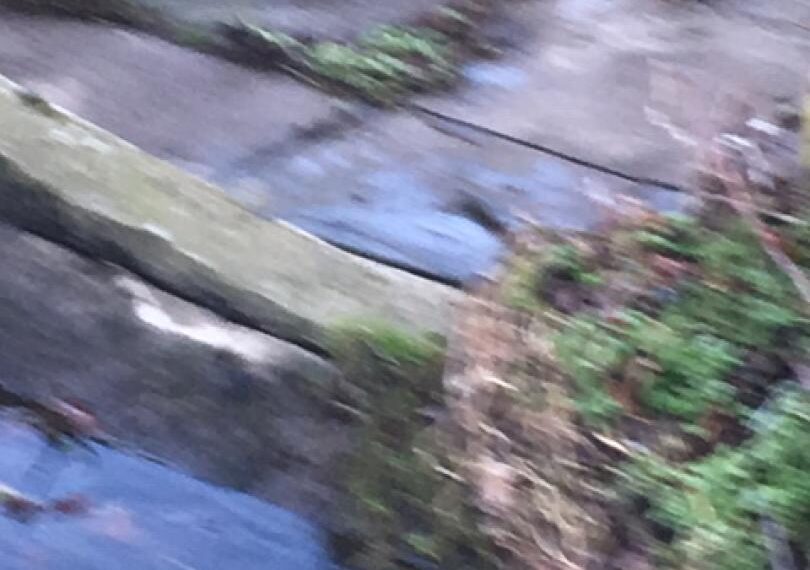 Mink sightings prompt fears among Teesdale wildlife lovers