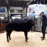 Limousin heifer takes title at Middleton-in-Teesdale mart…