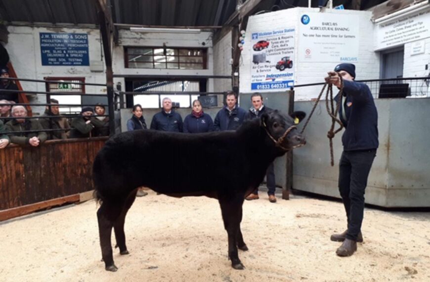 Limousin heifer takes title at&hellip;