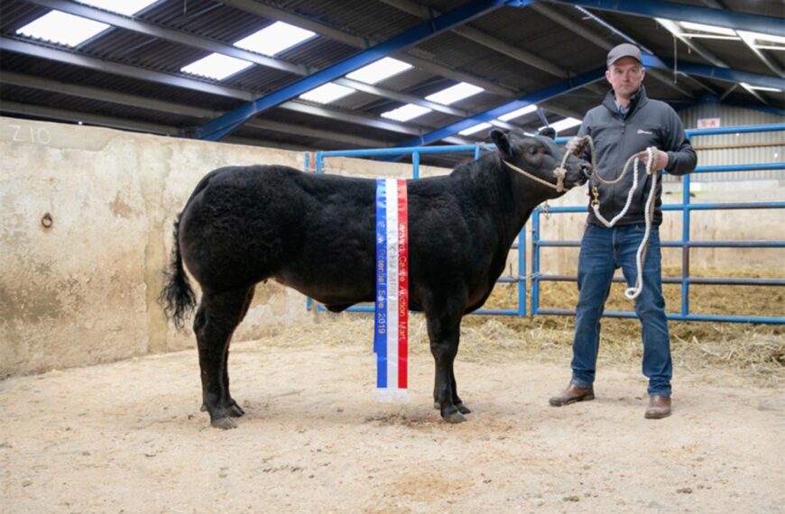 Champion heifer sells for a Barnard Castle mart record of £6,600
