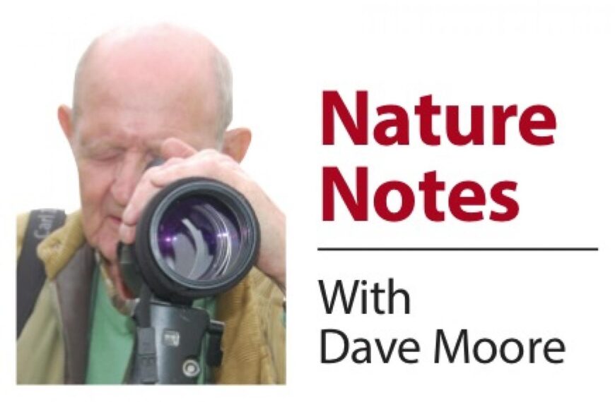 Nature notes – Teesdale is&hellip;