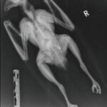 Dead buzzard found with lead shot near&hellip;