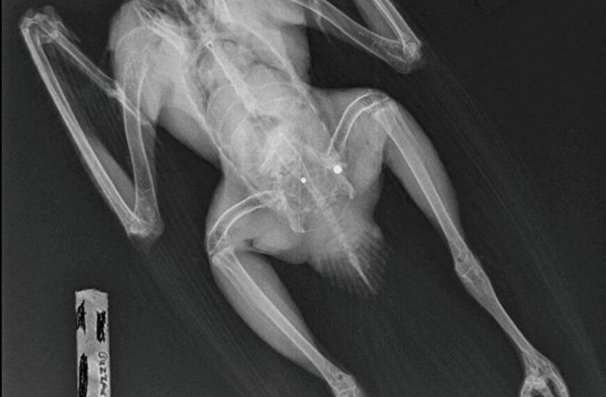 Dead buzzard found with lead&hellip;