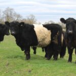 How Ulnaby Farm Shop and Cafe began&hellip;