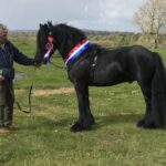 Quality on view at Dales Pony Society&hellip;
