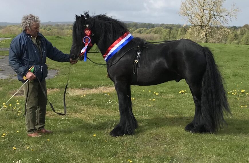 Quality on view at Dales Pony Society spring show