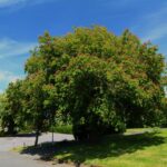 Village petition saves tree from the axe