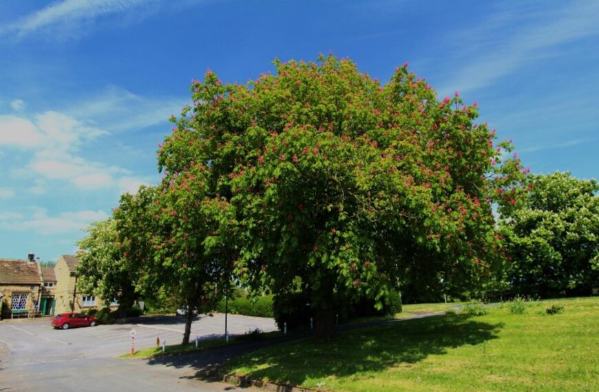 Village petition saves tree from&hellip;