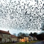 Bid to protect roosts is too late…
