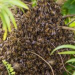 Buzzing after encounter with bee swarm