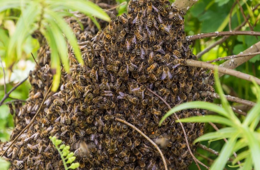 Buzzing after encounter with bee&hellip;