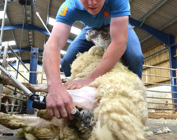 Young farmers brush up sheep&hellip;