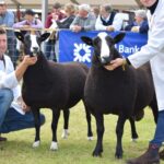 Sheep comes second in national title