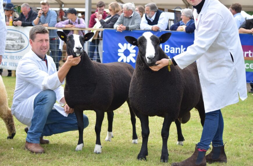 Sheep comes second in national…