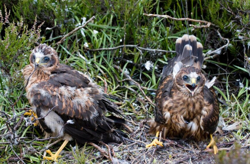 Hen harrier disappears in the&hellip;