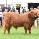 Top results from Great Yorks Show