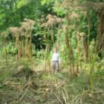 Warning over the spread of plant that&hellip;