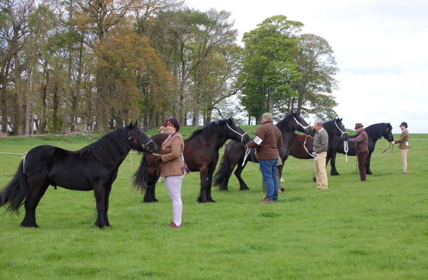 Dales Pony Show cancelled due…