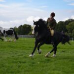 Horse and pony classes will go ahead&hellip;