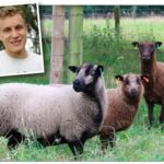 James gets a taste for Shetland sheep