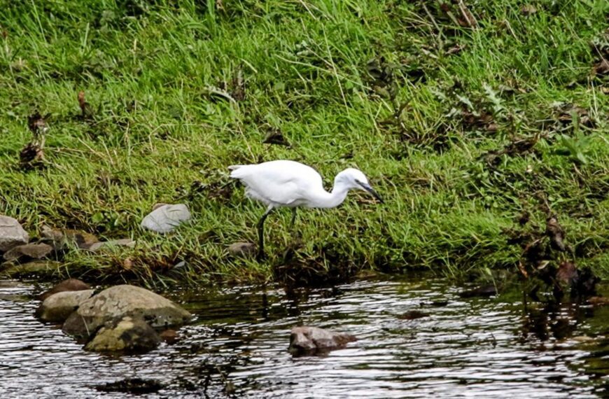 Egrets… we’ve have a few