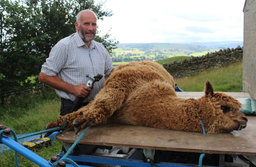 Getting to grips with shearing…