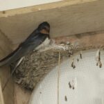 Nature Notes: A hard life? You’ve got&hellip;