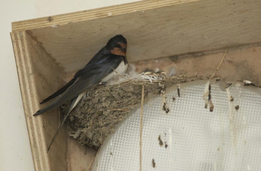 Nature Notes: A hard life?…