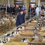 Early sales breed confidence for Mule sheep&hellip;