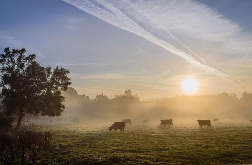 Shake up over farm tenancies