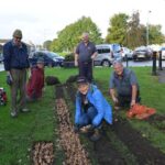 Thousands of bulbs planted in West