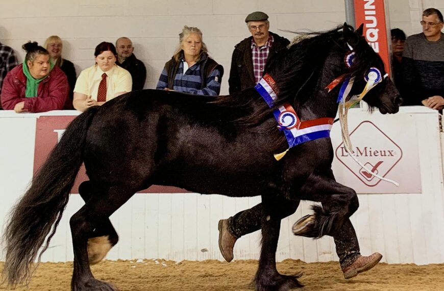 Top honours for Dales Pony&hellip;