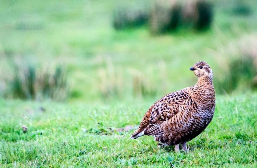 Seminar highlights grouse moor research