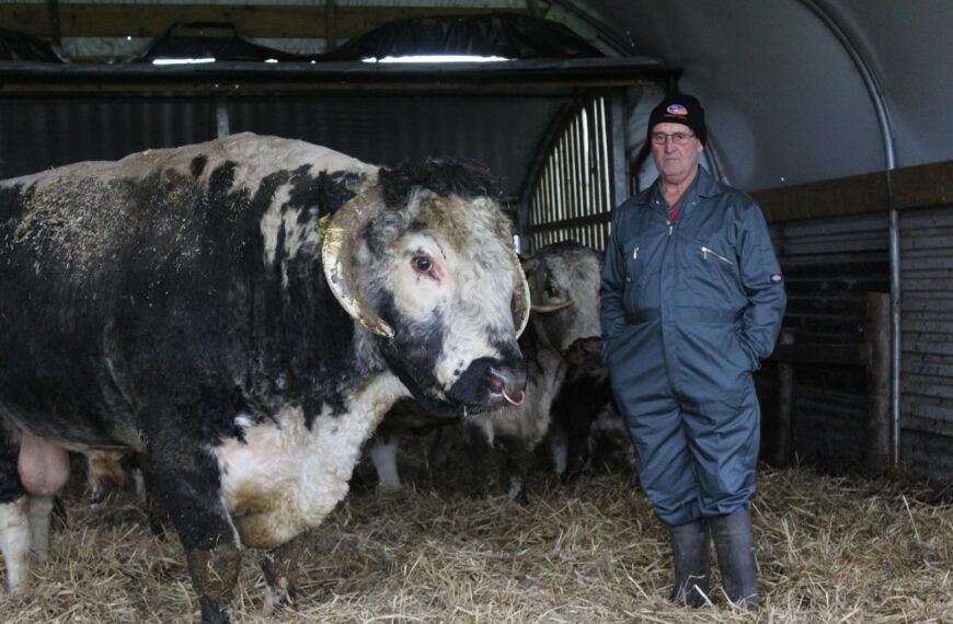 Retired’ farmer takes up rearing hardy and friendly ancient breed