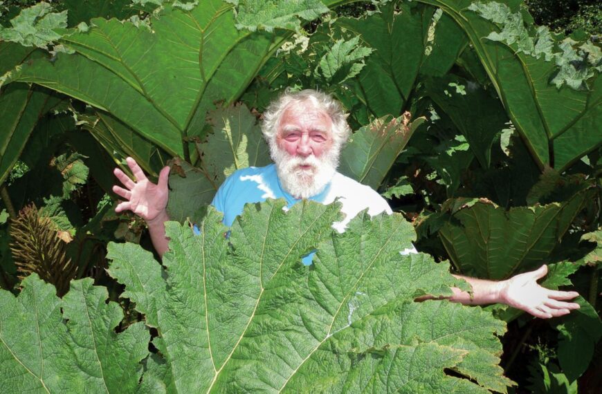 The jolly green giant who…