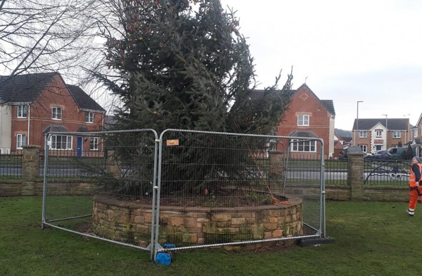 Tree survives winds and vandal…