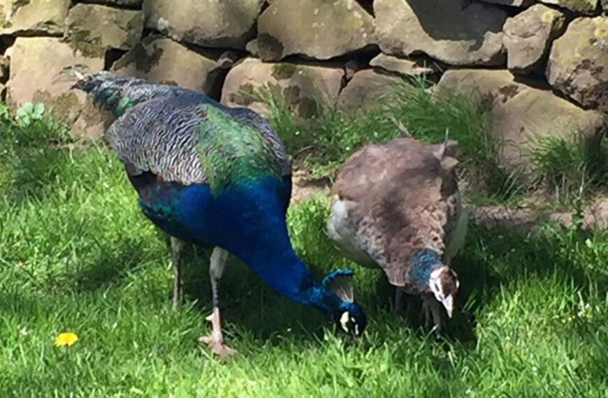 Appeal to find Bazil, the…