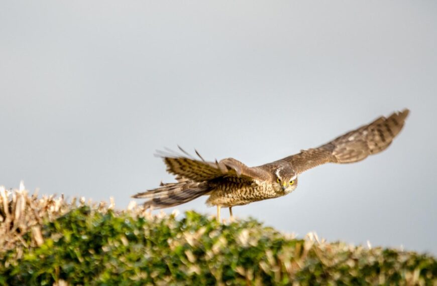 NATURE NOTES: Everyone and everything&hellip;