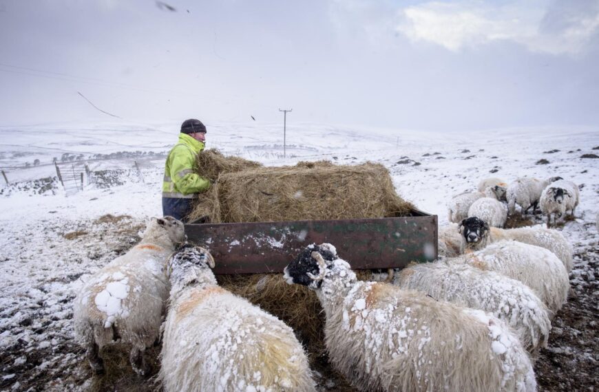 Dalesbred sheep of Greenhills farm