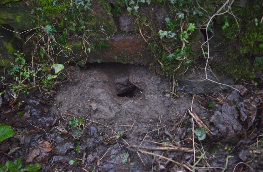 Residents take rat complaint to…