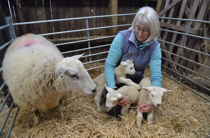 Farmers’ thoughts turn to lambing