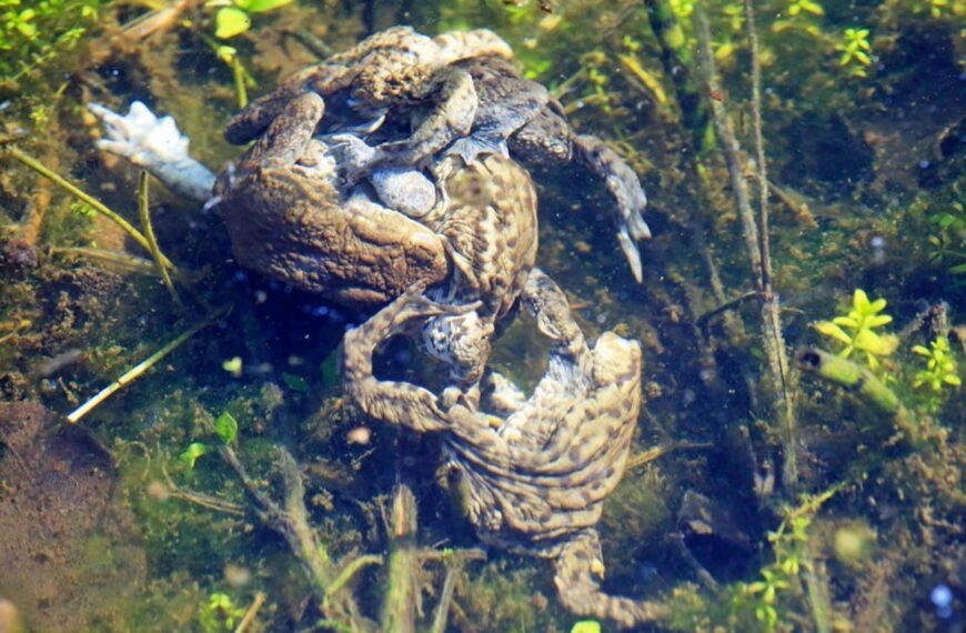 Nature Notes: Amphibian breeding is one heck of a ride