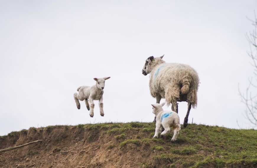 It’s the best lambing season…