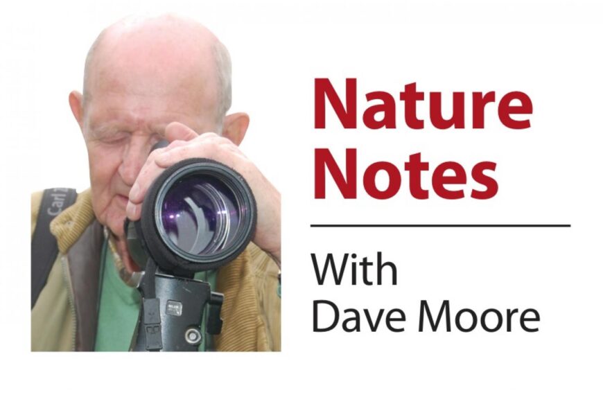 Nature Notes: Pessimistic outlook or…