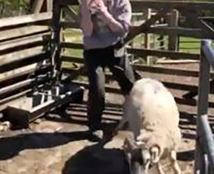 Young farmers’ fun film highlights…